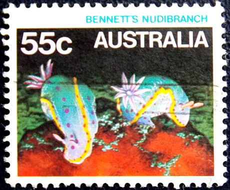  1984  .   Bennett's Nudibranch .
